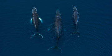 Humpback Whales, Antarctica