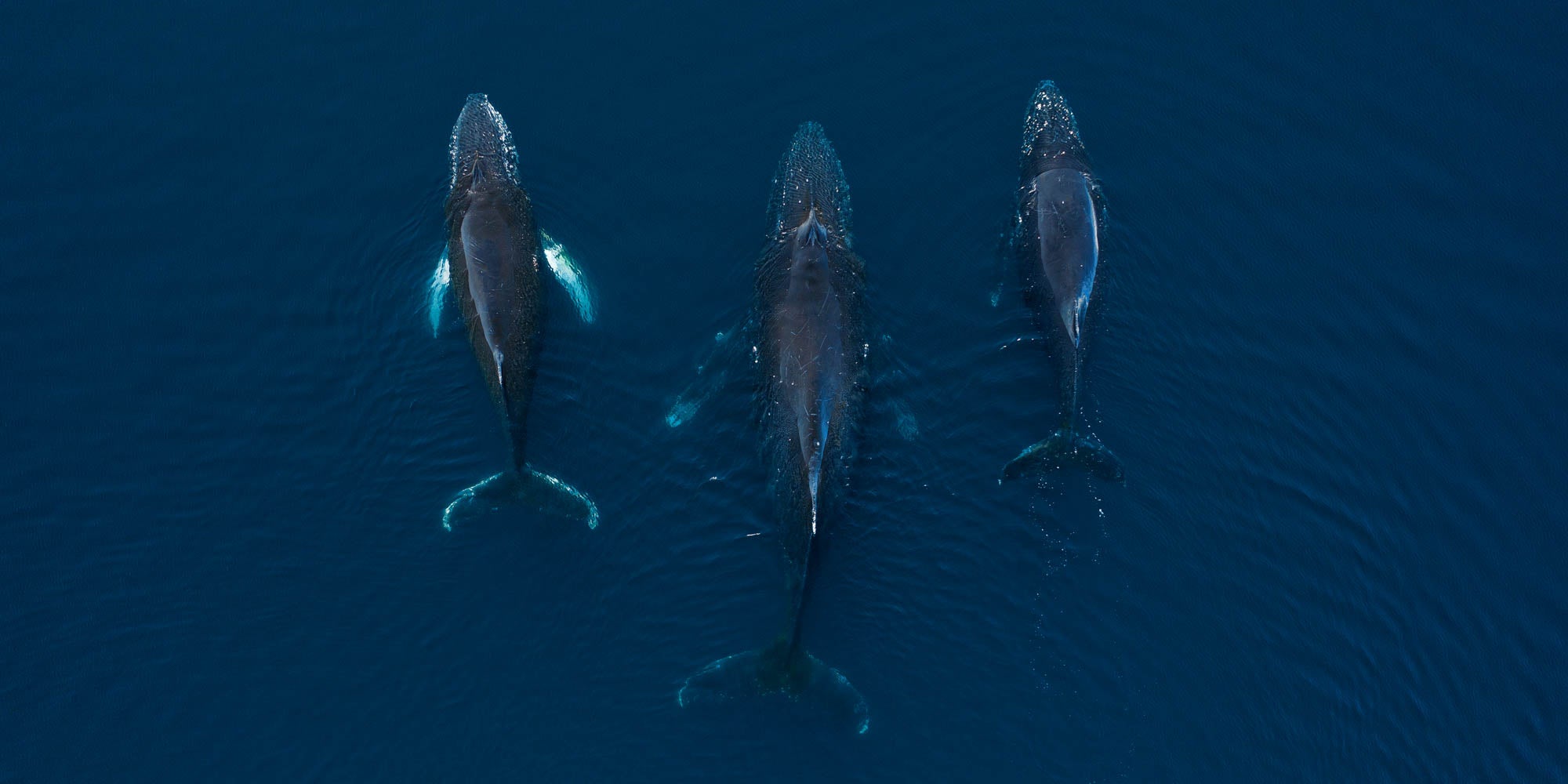 Humpback Whales, Antarctica
