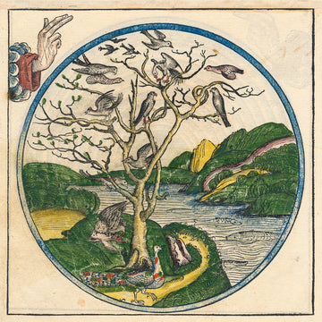 NFS Creation of Birds and Fish / Moon and Stars